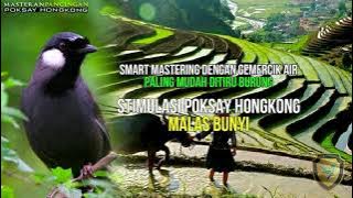PANCINGAN POKSAY HONGKONG DENGAN VARIASI BUNYI DAN GEMERCIK AIR, MUDAH DITIRU POKSAY BAHAN!