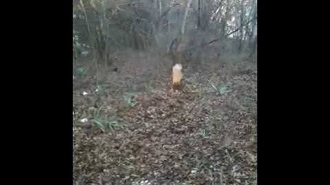 SmartParts Ion vs Proto SLG