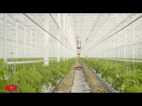 Vidéo: Jardiner dans un climat de toundra - Conseils pour cultiver des plantes de la toundra