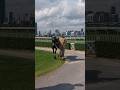 INFALLIBLE HEART - (Jockey Club de São Paulo) #jockey #horsejockey #cavalo #horseracing