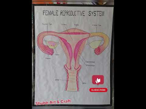 Female Reproductive System
