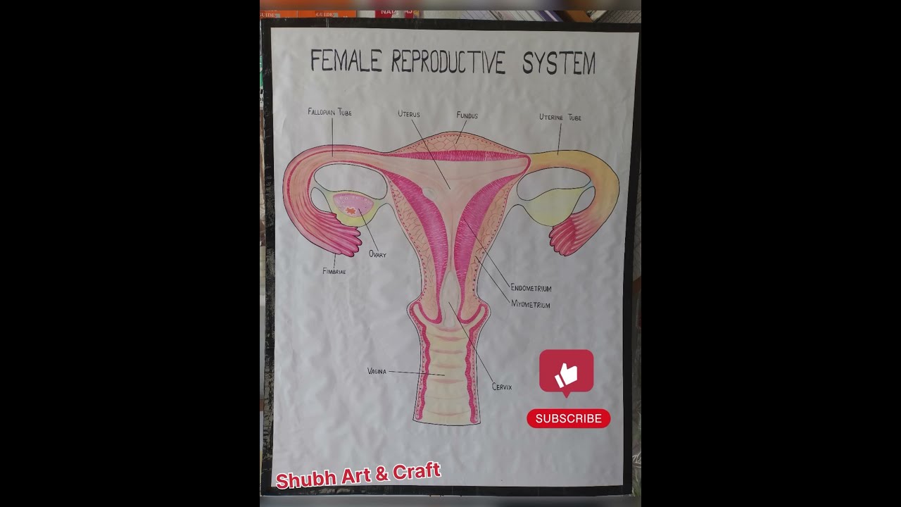 Female Reproductive System