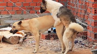 Awesome Rural Dogs !! Dog Meeting for the Summer Season in Village.