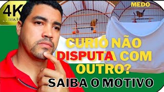 curió com medo de outro | não canta de cara