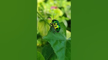 Thumbnail of #hindisong #song #electronicmusic #insects #bollywood #wildlife #animals #love