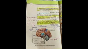 #neural control and coordination #neet #biology # AIIMS #important #biologynotes #neetpreparation