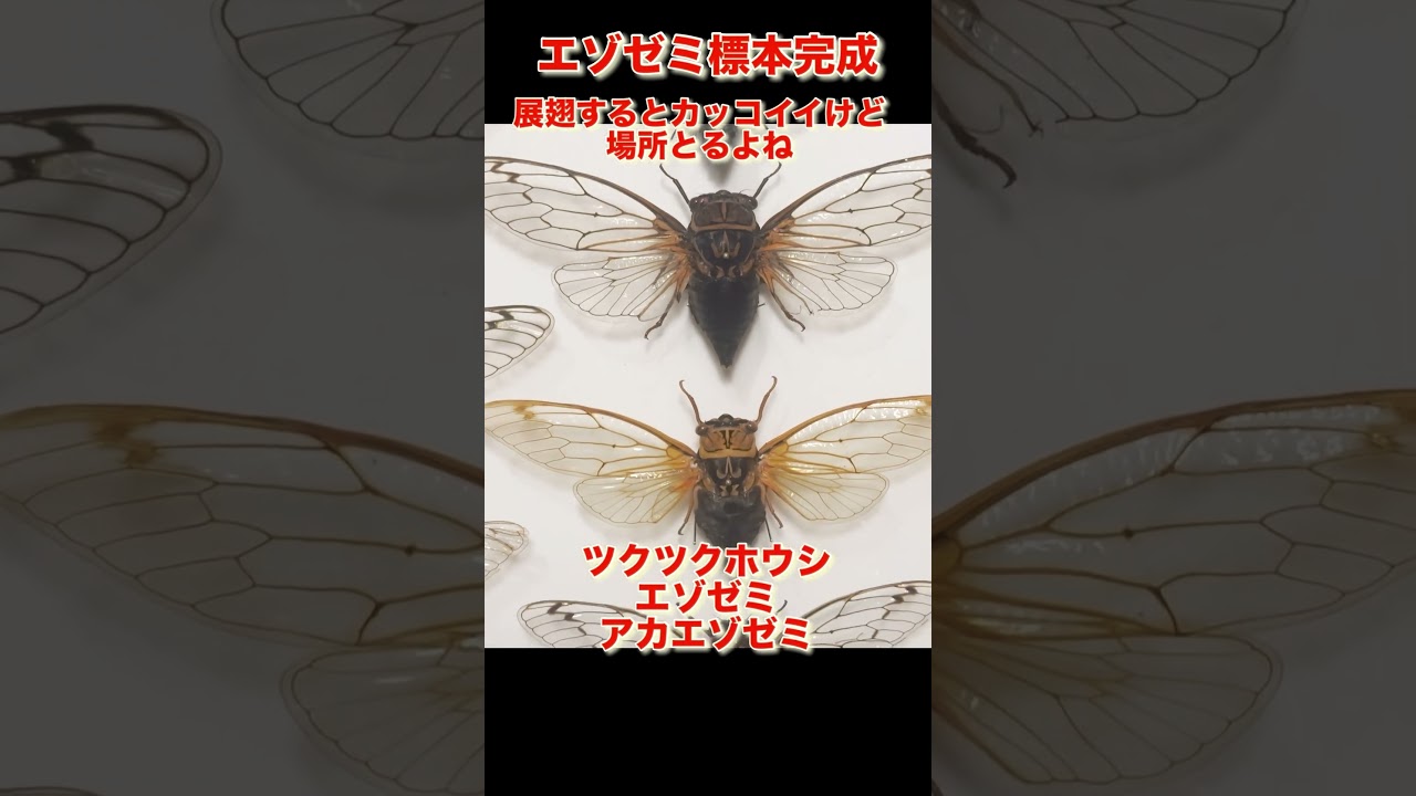 エゾゼミ標本完成# #昆虫 # #クワガタ # #カブトムシ #セミ採り#昆虫
