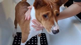 Rescue basenjis get their first bath  Surprise effect!