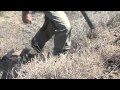 Dog Training & Bird Hunting Tip: Get High While Bird Hunting? - WingshootingUSA.org Dog Training & Bird Hunting Tip: Get High While Bird Hunting? - WingshootingUSA.org