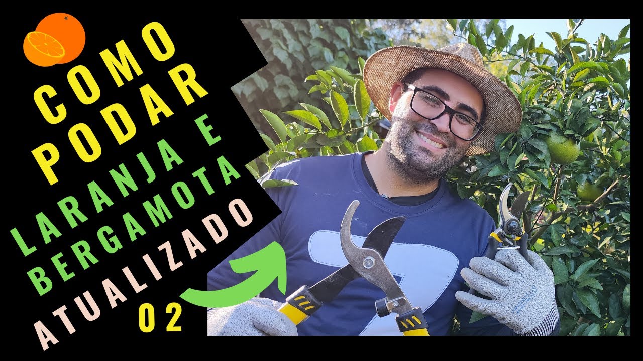 (MELHOR MÉTODO) Como PODAR Laranjeira ou Bergamoteira GUIA COMPLETO /  VIDEO 02