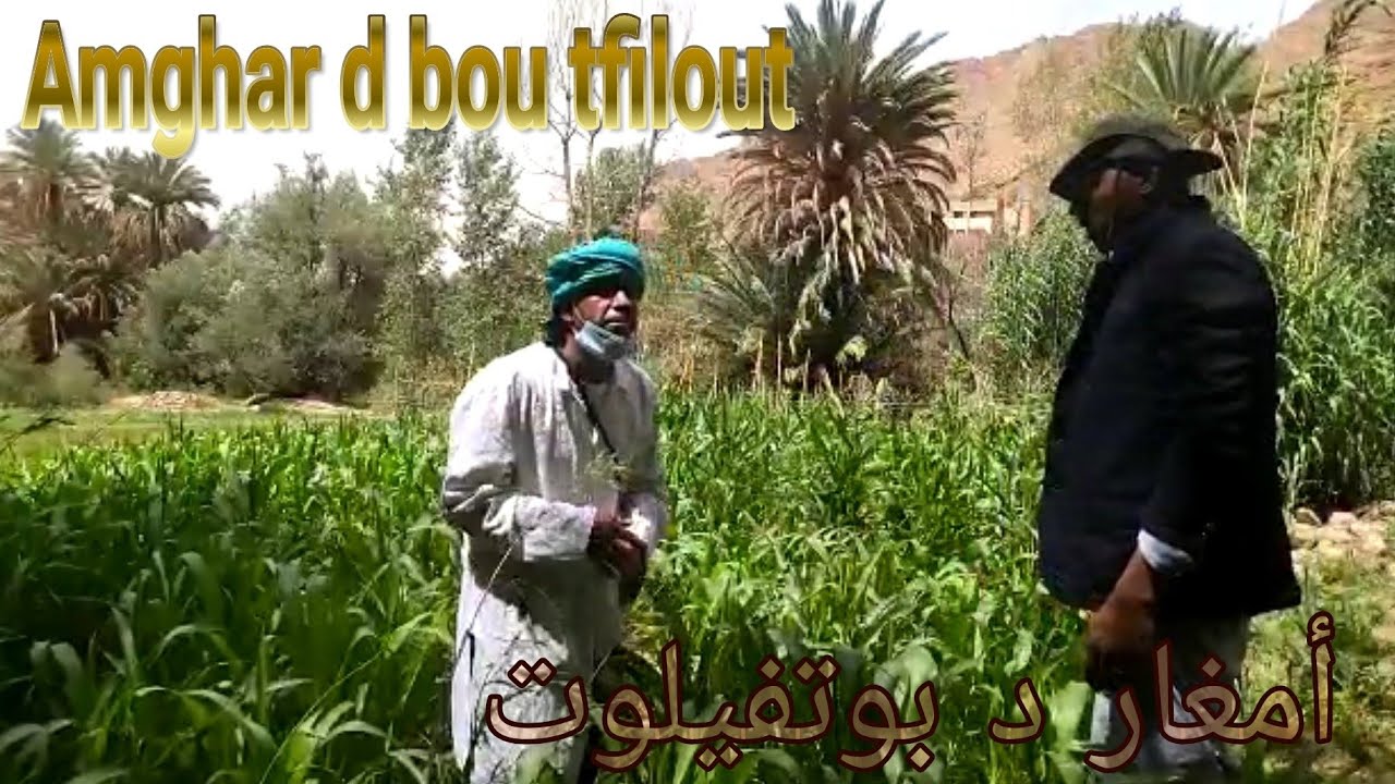 بوتفيلوت د بابنس Bou tfilout d babns