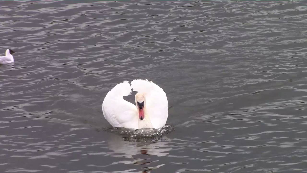 Самый главный на озере. / The main lake