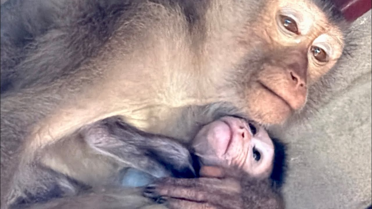 Breaking news! Pigtail monkey Cherry has baby but baby is O..?