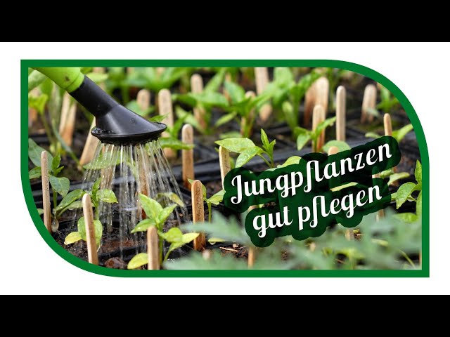 aloe forever produkte Real Aloe 6.8 oz Aloe Vera Gelly main image 0