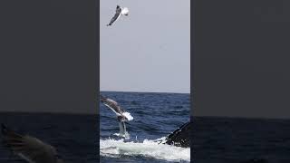 Humpback Whale Lunge Feeding And Launching Anchvoy