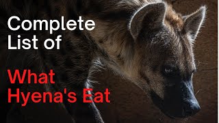What Do Hyenas Eat, Complete List of What Hyenas Prey On!
