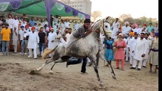 HORSE RACE TALWANDI SABO #horseracing #marwarihorselover