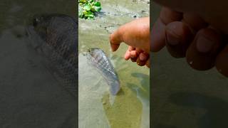Wow Amazing Fishing By Hand