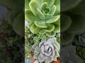 esse arranjo está um arraso de lindo