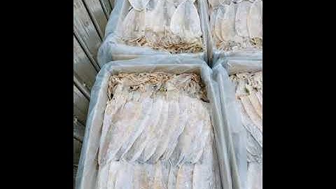 Khô mực câu tại thành chinh cà mau