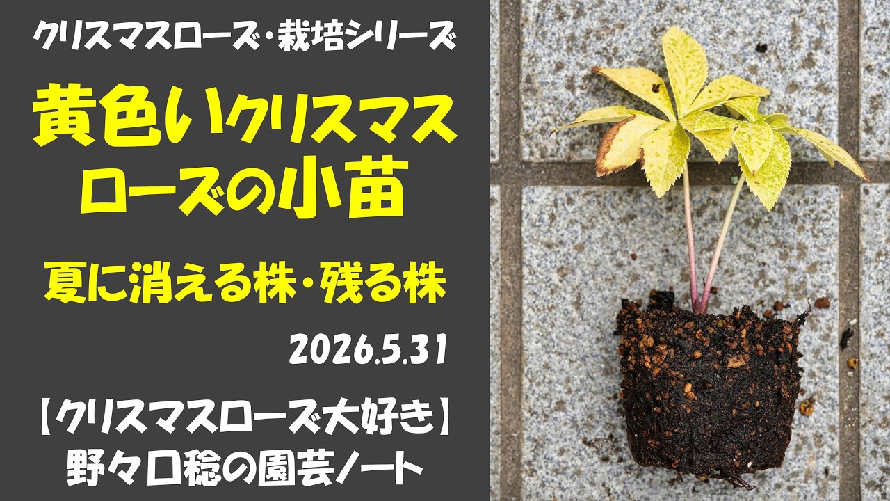 えびす クリスマスローズ 26年発芽 赤ちゃん苗 小輪ソレイユ 本葉 2026.05.31 Small yellow Christmas rose seedlings: plants that will
