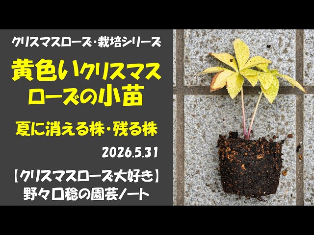 2026.05.31 Small yellow Christmas rose seedlings: plants that will