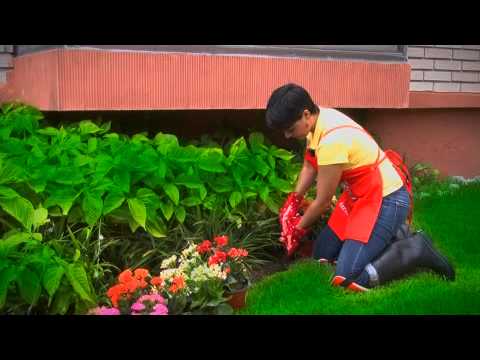 Vídeo: Como transplantar flores