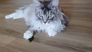 Maine Coon Felix gets high on a peppermint leaf. Not catnip