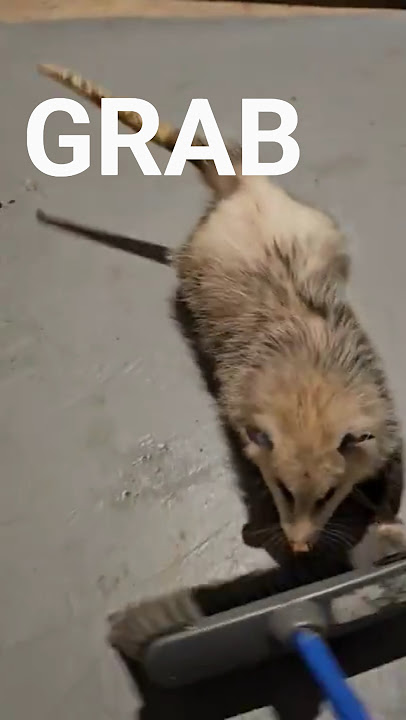 Opossum Plays During Clean-Up#Opossum #Animals