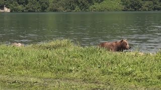 ロシア極東にヒグマの楽園 ５百頭、邦人観光客も魅了