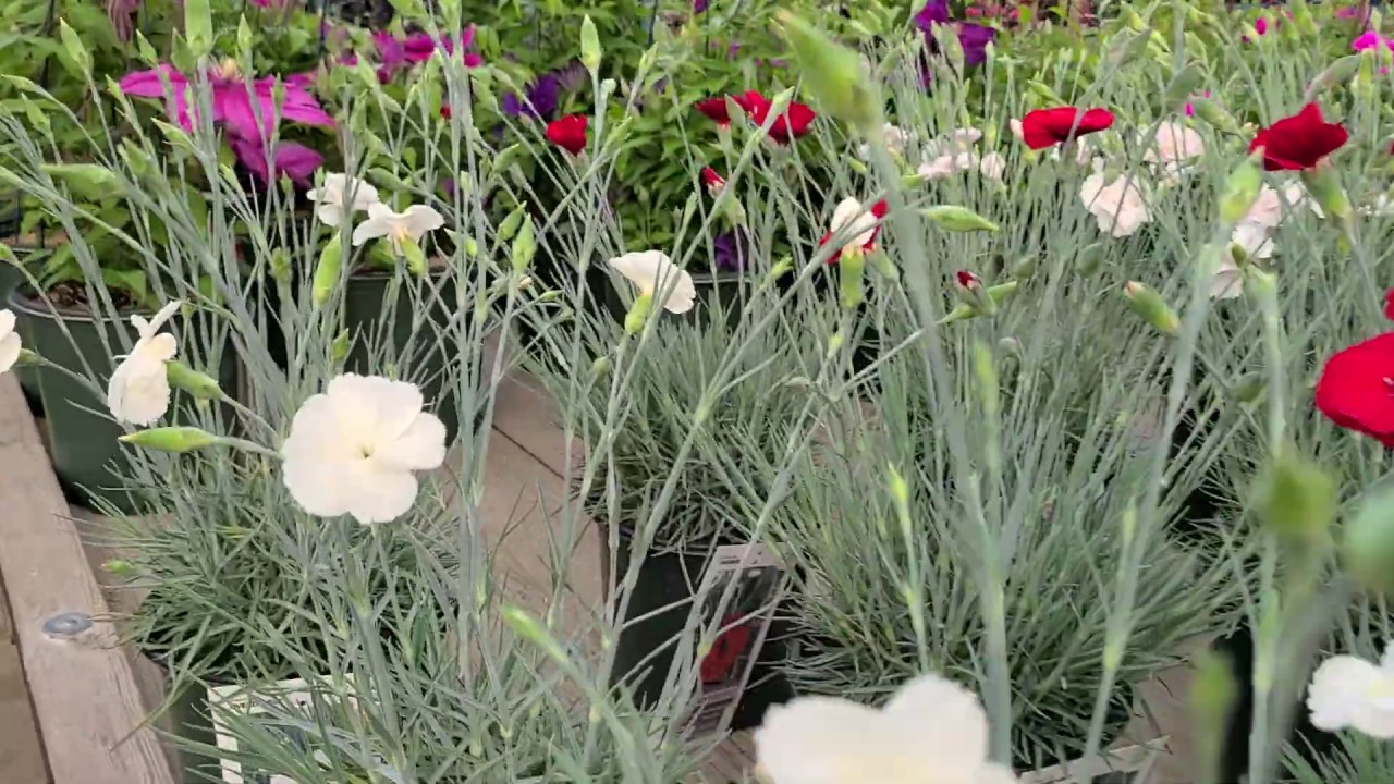 Dianthus American Pie™ 'Key Lime Pie' (Pinks) // BIG FLOWERS, Beautiful