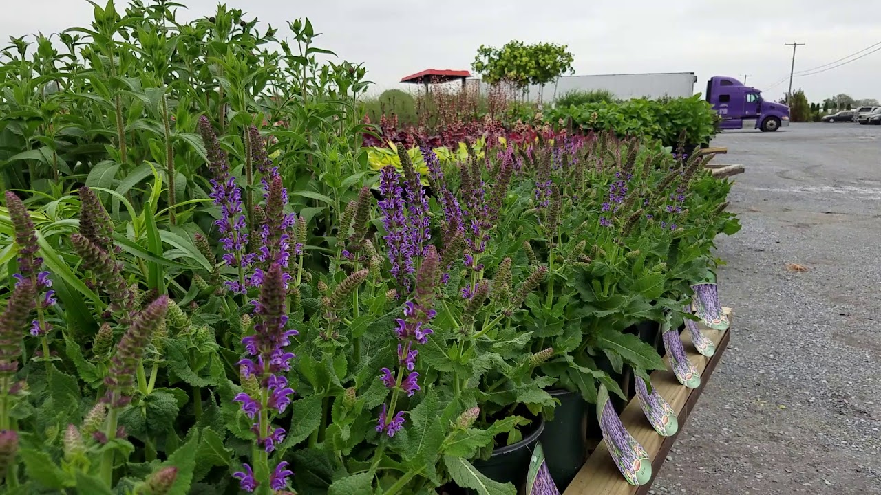 Salvia Lyrical™  Silvertone