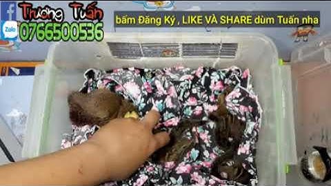 Bán Sóc Đất và Sóc Bông Baby   Zalo 0766500536