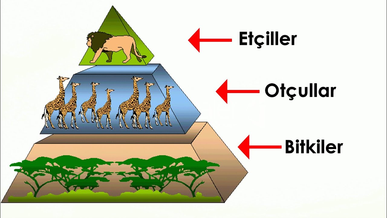8. Sınıf - Ekoloji Piramidi 🌱🪜 Part-2