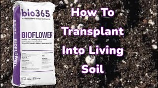 How To Transplant Into Living Soil With BioFlower and BioAll From Bio365