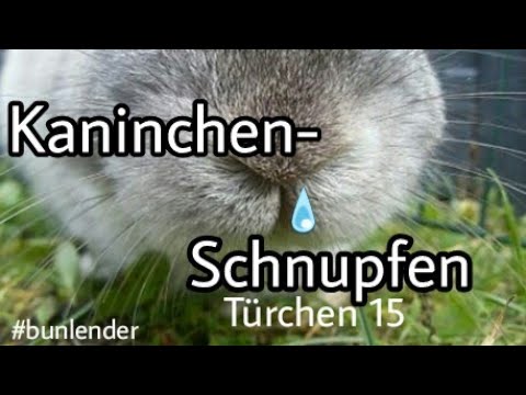 Video: Wie Behandelt Man Eine Laufende Nase Bei Einem Kaninchen?