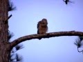 Two Barred Owls Hooting