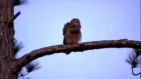 Two Barred Owls Hooting