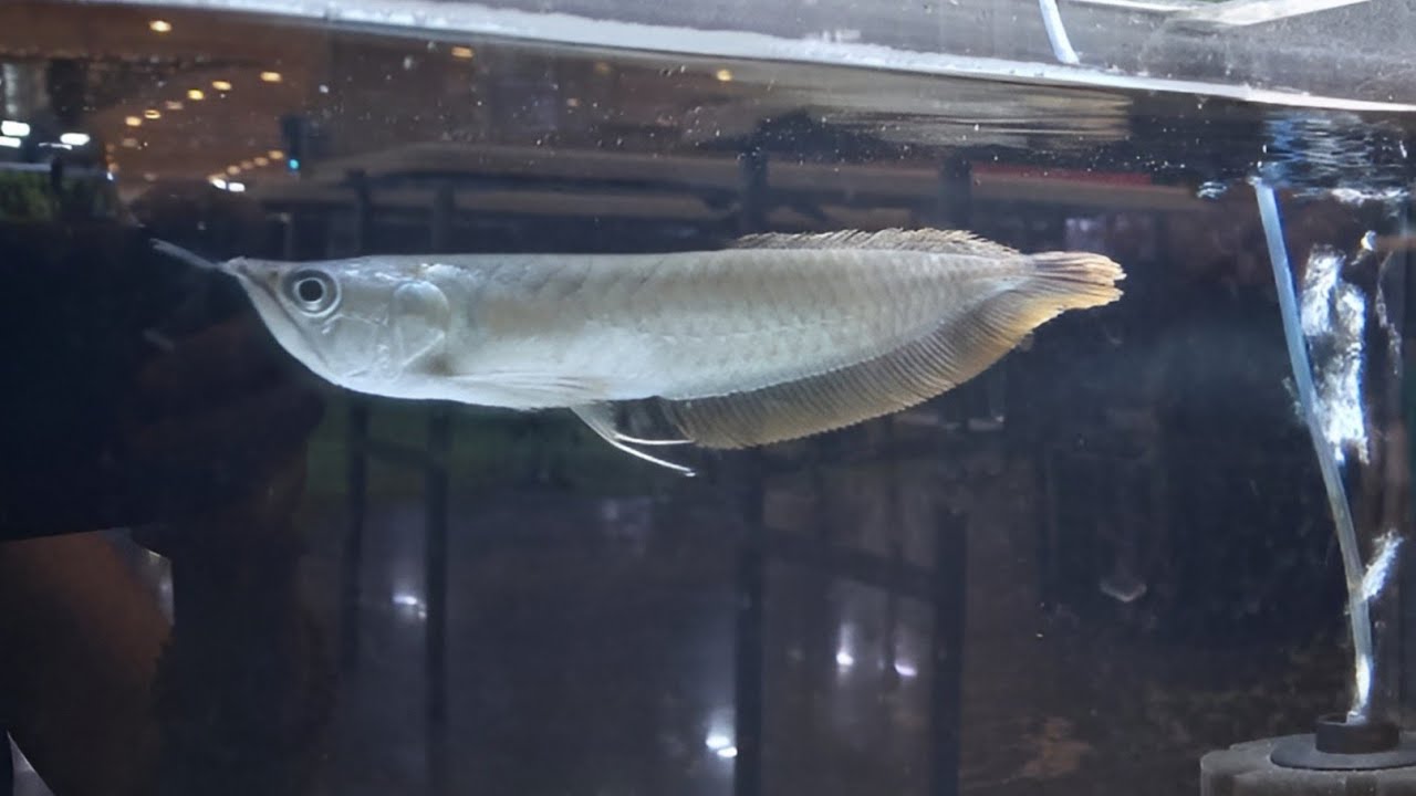 The Lucky Arowana Fish YouTube