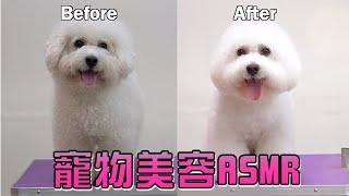 寵物美容ASMR！比熊犬美容前跟美容後竟然天差地遠！？【3D毛孩聯萌 】