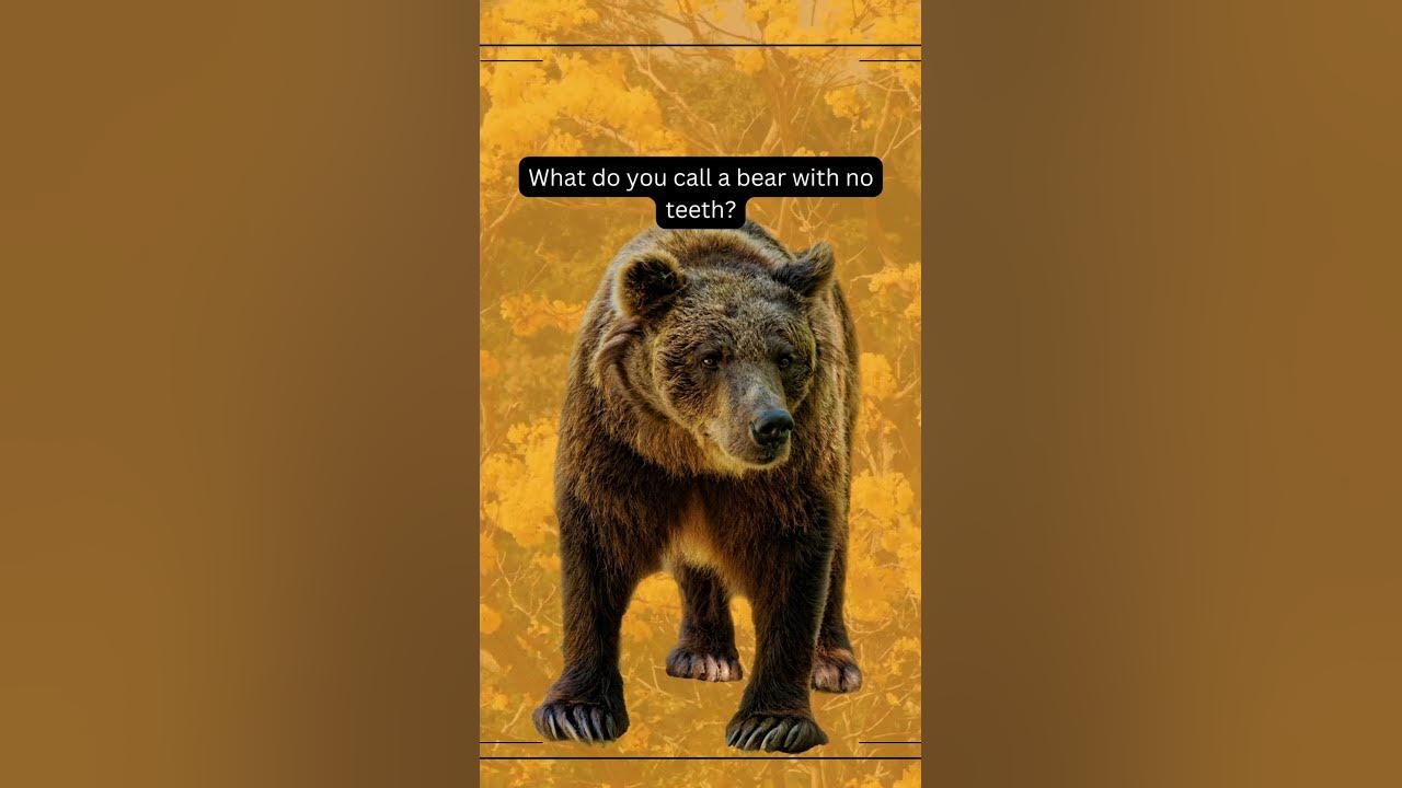 what-do-you-call-a-bear-with-no-teeth-youtube