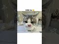 baby cat reply 🤣🤣🤣 #duet