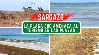 ¿QUÉ ES EL SARGAZO? | ASÍ ESTÁ EL SARGAZO EN PLAYA DEL CARMEN