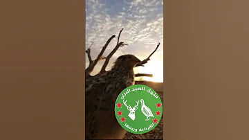 نغمة فري دكر وانثى مجمربة ومضمونة 