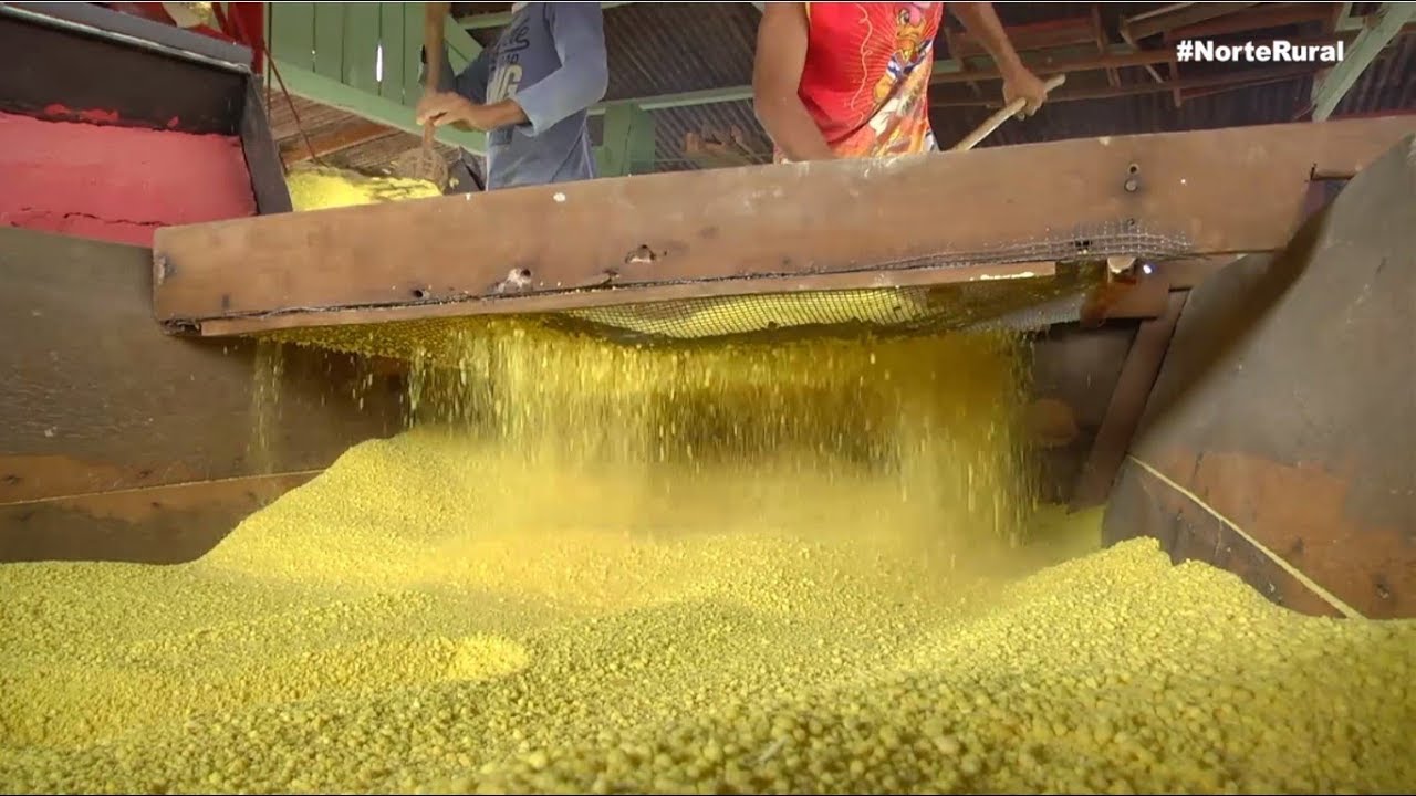 Como é produzida a farinha YouTube Como é produzida a farinha YouTube