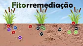 Plantas estuarinas e seu controle sobre a biogeoquímica de ferro e outros metais