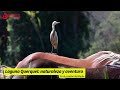 Laguna Querquel: Naturaleza y aventura