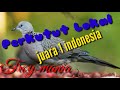 Perkutut lokal (turtledove bird) bagus buat pancingan