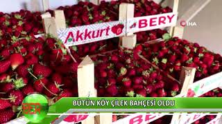 Bütün Köy Çilek Bahçesi Oldu