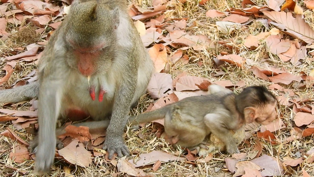 cute monkey pics Villet mom bring baby claim up the temple